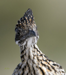 Greater Roadrunner 1182